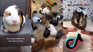 TikToks That Squeak - Guinea Pig Side of Tiktok #4