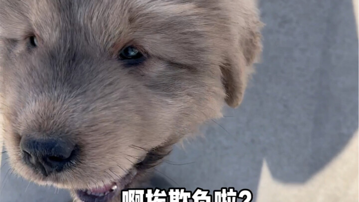 Bị bắt nạt? Cả nhà cùng ra tay!