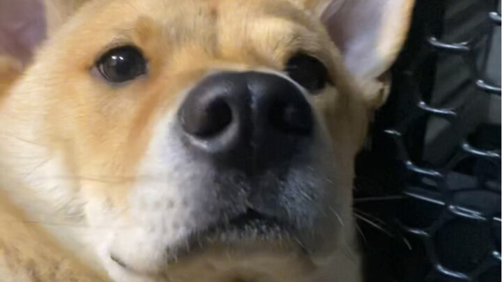 Cuộc họp khẩn cấp: Có thể vuốt ve chó nhà được không