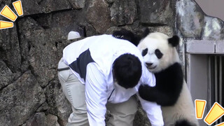 Panda Raksasa|Panda di Jepang Feng Bang