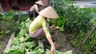 Thu hoạch cải làm dưa chua đúng cách giòn thơm màu đẹp
