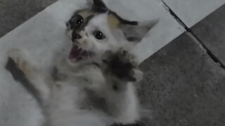 This super-cute little calico cat just picked herself a new owner—she volunteered to come home with 