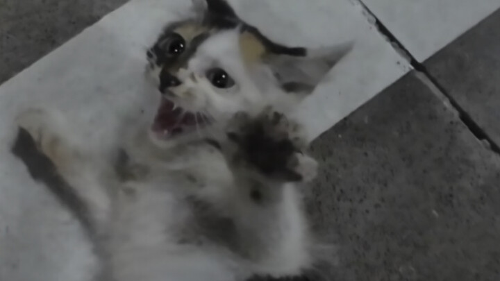 Một bé mèo tam thể siêu xinh đã nhặt được chủ nhân, tự nguyện theo tôi về nhà, vậy thì đặt cho nó cá