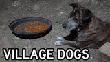 Philippines Village Dogs React to "Real" Dog Food for the First Time