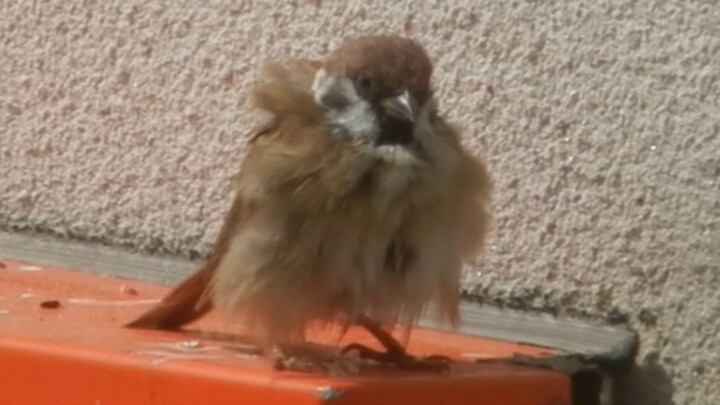 Chính nó đã quyến rũ tôi 😨