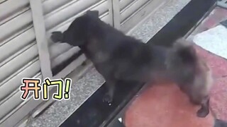狗狗夜不归宿，主人拿着棍子等了一早上，这场景像极了小时候的你