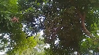 ang maganda kung kapatid