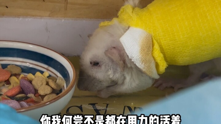 The Little Miracle We Met: A Resilient Flowered Hamster