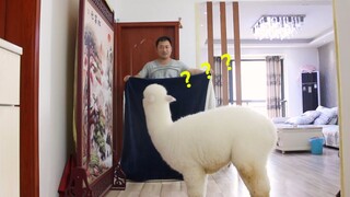 [Động vật] Chủ nhân đột nhiên biến mất? Lạc đà Alpaca hoang mang ghê!