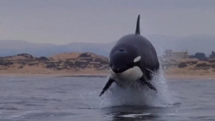 A killer whale leaps out of the water to hunt a sea lion—looks pretty chubby, doesn’t it!