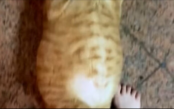 Becoming a cat from eating piglets