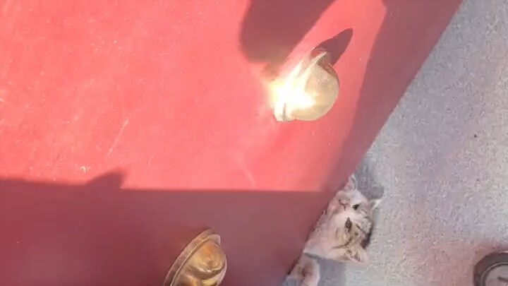 Tetangga telpon bilang, kucing di rumahmu terjebak…