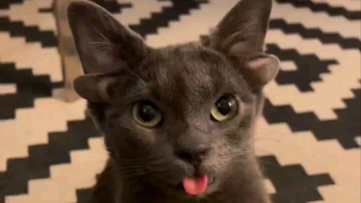 “A fairy who’s fallen to Earth—quick, tag the cutest girl in the world to check this out!”