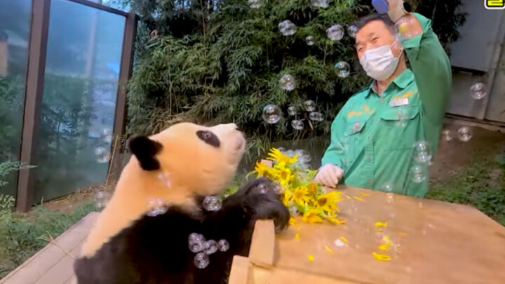 210827 Panda raksasa Fubao saat berusia 400 hari menerima hadiah: seikat bunga dan gelembung fantasi