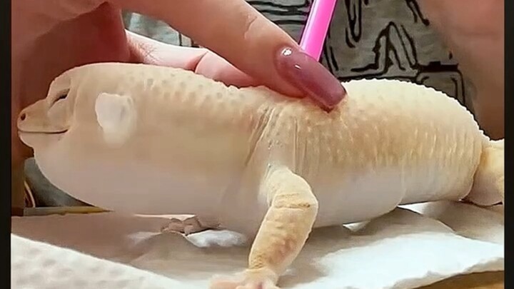 Tuyển tập tổng hợp video ngắn triệu view cực hot trên YouTube 01