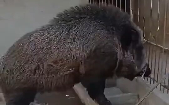 Babi hutan ini kelihatannya terlalu menakutkan, siapa yang bisa menghadangnya kalau dia terus maju d