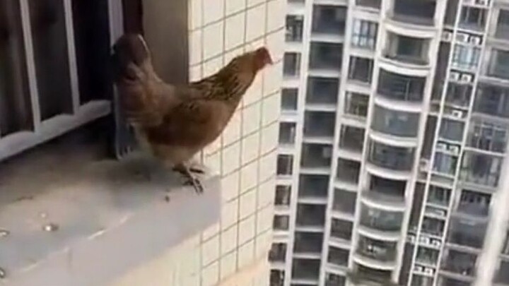 Cai Xukun biết bay! Kun Kun nhảy từ tầng 2,5 xuống mà vẫn bình an vô sự, anh trai Kun của chúng ta l