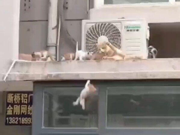 A little kitten accidentally slipped and fell from a building—mommy cat instantly transformed into a