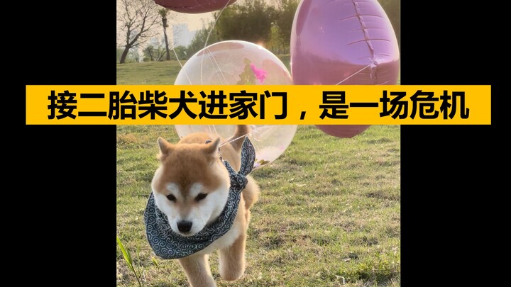 【第一眼】柴犬妹妹来新家，与哥哥初次相见