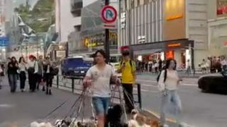 The famous Japanese dog walker in Shibuya (Harajuku) #dogwalker #shibuya #harajuku #japan #tokyo
