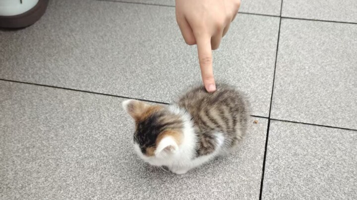 ‘🐱 Such a silly Fu Fu, you’re killing me with laughter’