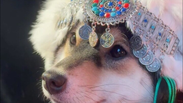 Challenging Dogs of Different Ethnicities