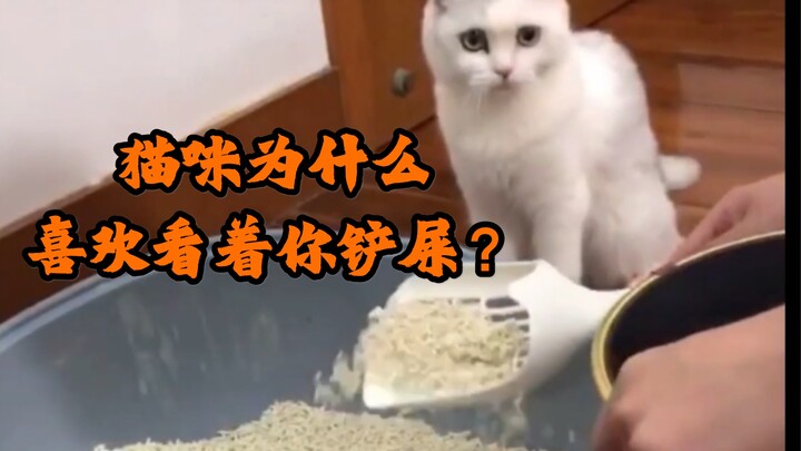 ทำไมแมวถึงชอบมองคุณตอนเก็บอึ?