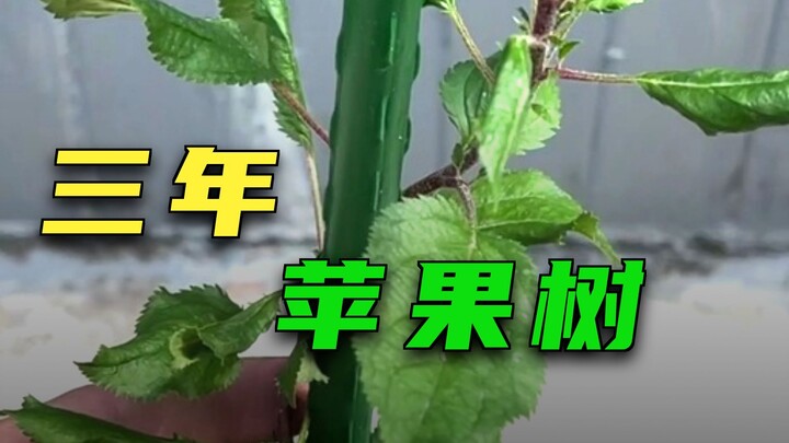 [Follow-up] It took three years to grow an apple tree from a seed—its entire growth process!