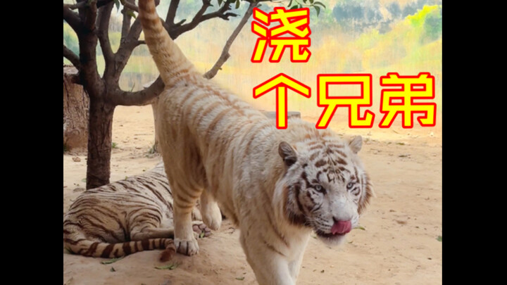 Hobi si anak harimau ChuanChuan: suka berkelahi, suka menandai, suka menandai teman berkelahinya