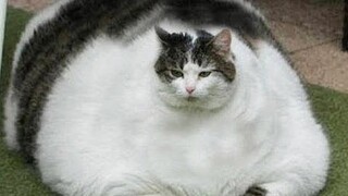 Most Lovable Chubby CATS that will make you LAUGH all day 😂Funny Cats Videos 2023