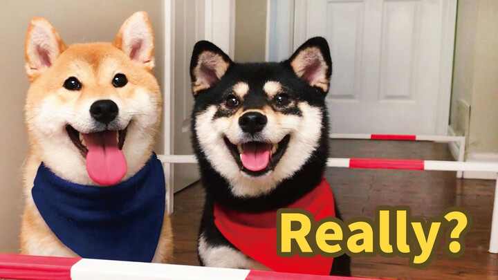 Dog|Shiba Inu Daily Routines