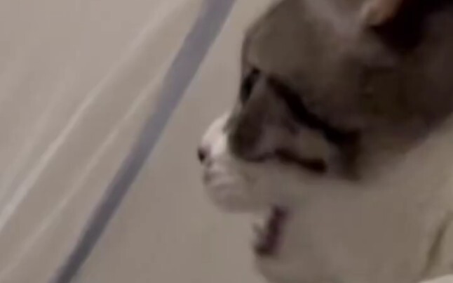 Cat: I have no teeth, how are you?