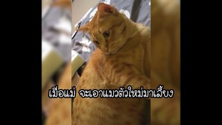 เมื่อแม่จะเอาแมวตัวใหม่มาเลี้ยง แมว เหมียว ทาสแมว cat meow pet สัตว์เลี้ยง funnyanimals