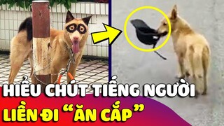 Thanh niên chó 'HIỂU TIẾNG NGƯỜI' còn ăn cắp nón bảo hiểm của hàng xóm để đi 'ĂN XIN' 🤣 Gâu Đần