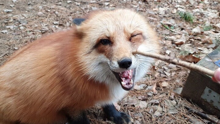 【Si Rubah Kecil】Menyentuh si rubah yang manja dan imut~~