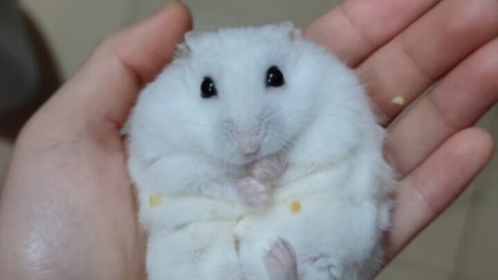 Thậm chí anh ấy còn diễn lại cho tôi xem một lần nữa, cách anh ấy bỏ nhà ra đi.