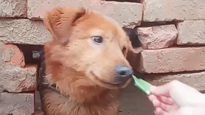 Dog: When Mom Forces Me to Eat Something I Don't Like