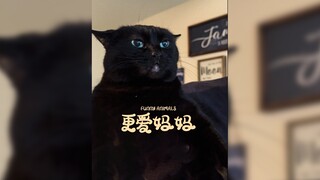 الطفل كتب كل تفضيلاته على أذنيه🐈
