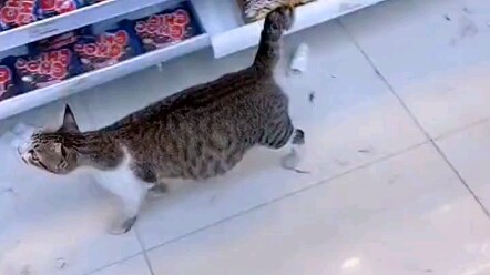 Mèo hoang cố gắng lấy lòng người khác vì đứa con trong bụng.