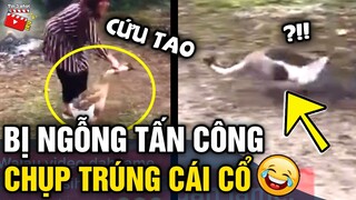 Tin 3 Phút Hài | Tổng hợp tình huống 'HÀI ĐỘNG VẬT' không cười không lấy tiền P29