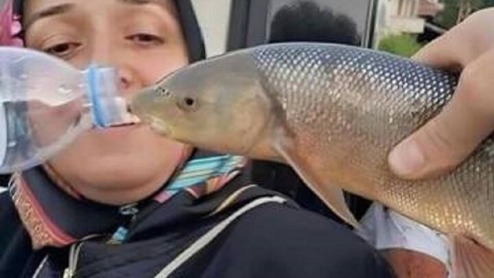 What did I watch online again?