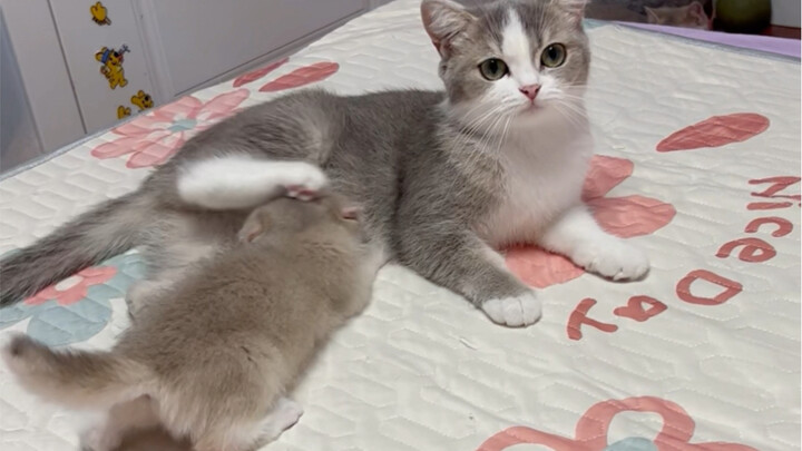 Mom wants to play with me, but my daughter suddenly jumps up to nurse, only to be shooed away by Mom
