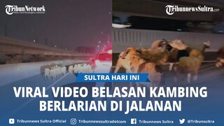 Viral Video Belasan Kambing Berlarian di Tol MBZ karena Mobil Pikapnya Kecelakaan