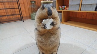 Groundhog memakan kue beras