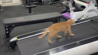 小猫都在做有氧