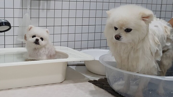 Weight Difference of 2.5 Times! Bath Time Comparison: Short-Haired Dog vs. Long-Haired Dog