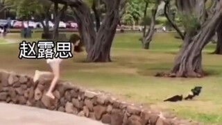 จ้าวลู่ซีปฏิเสธข่าวลือเรื่องวิดีโอตัวเองจับนก! จ้าวลู่ซี: นั่นไม่ใช่ฉันแน่นอน ถ้าเป็นฉัน ฉันคงจับนกไ