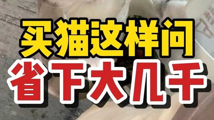 มือใหม่ซื้อแมวถามแบบนี้ ประหยัดไปได้หลายพัน!