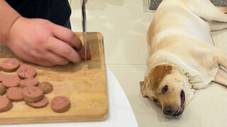 A 100-pound dog has 99 tricks