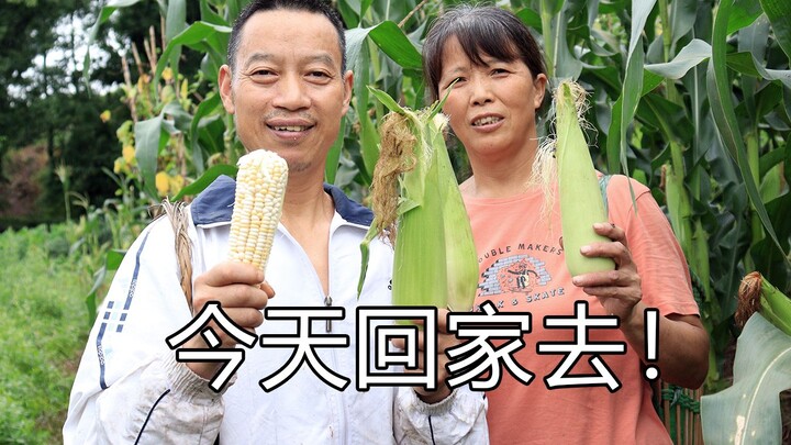 Nấu xong canh gà mang về thăm mẹ, tiện thể xem rau trong vườn đã chín chưa, trèo lên cây hái mận đây